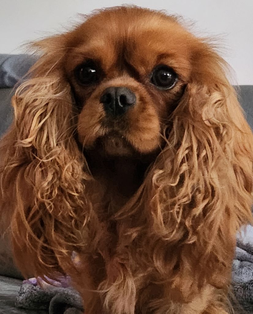 Tusei la piu bella