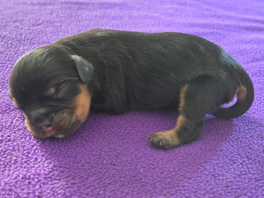 Des Rêves De Siam - Chiots disponibles - Cavalier King Charles Spaniel