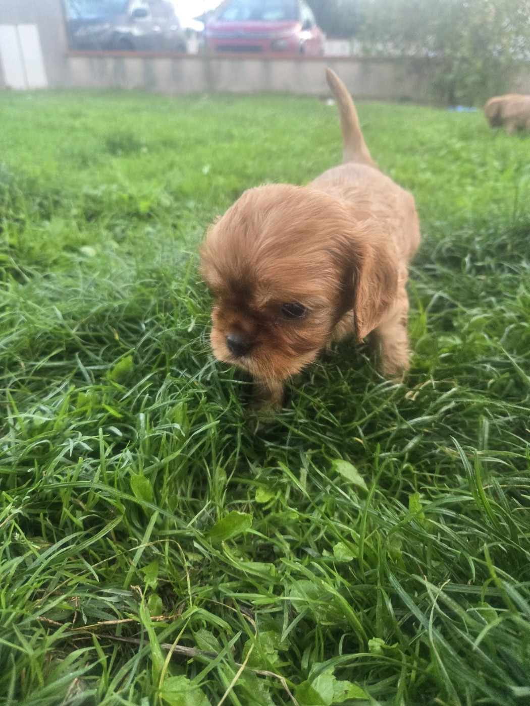 Des Rêves De Siam - Chiots disponibles - Cavalier King Charles Spaniel