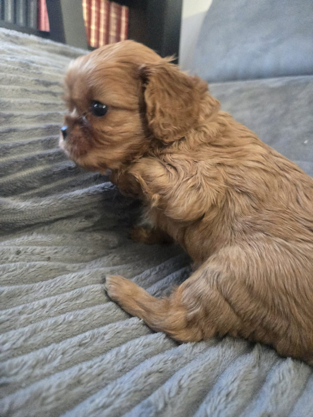 Des Rêves De Siam - Chiots disponibles - Cavalier King Charles Spaniel