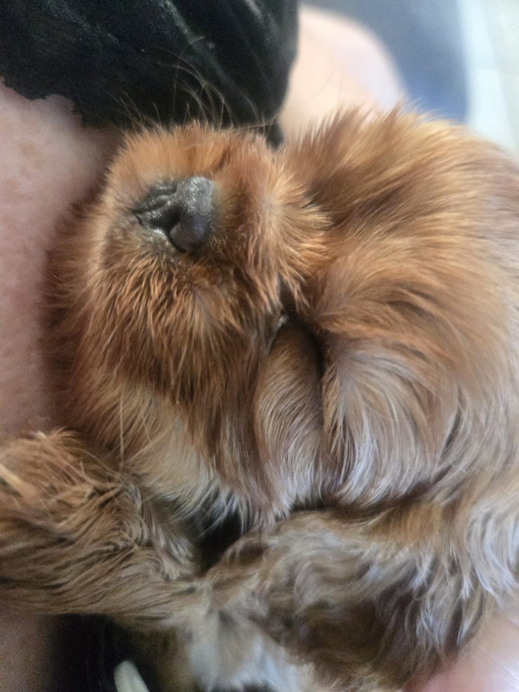 Des Rêves De Siam - Chiots disponibles - Cavalier King Charles Spaniel
