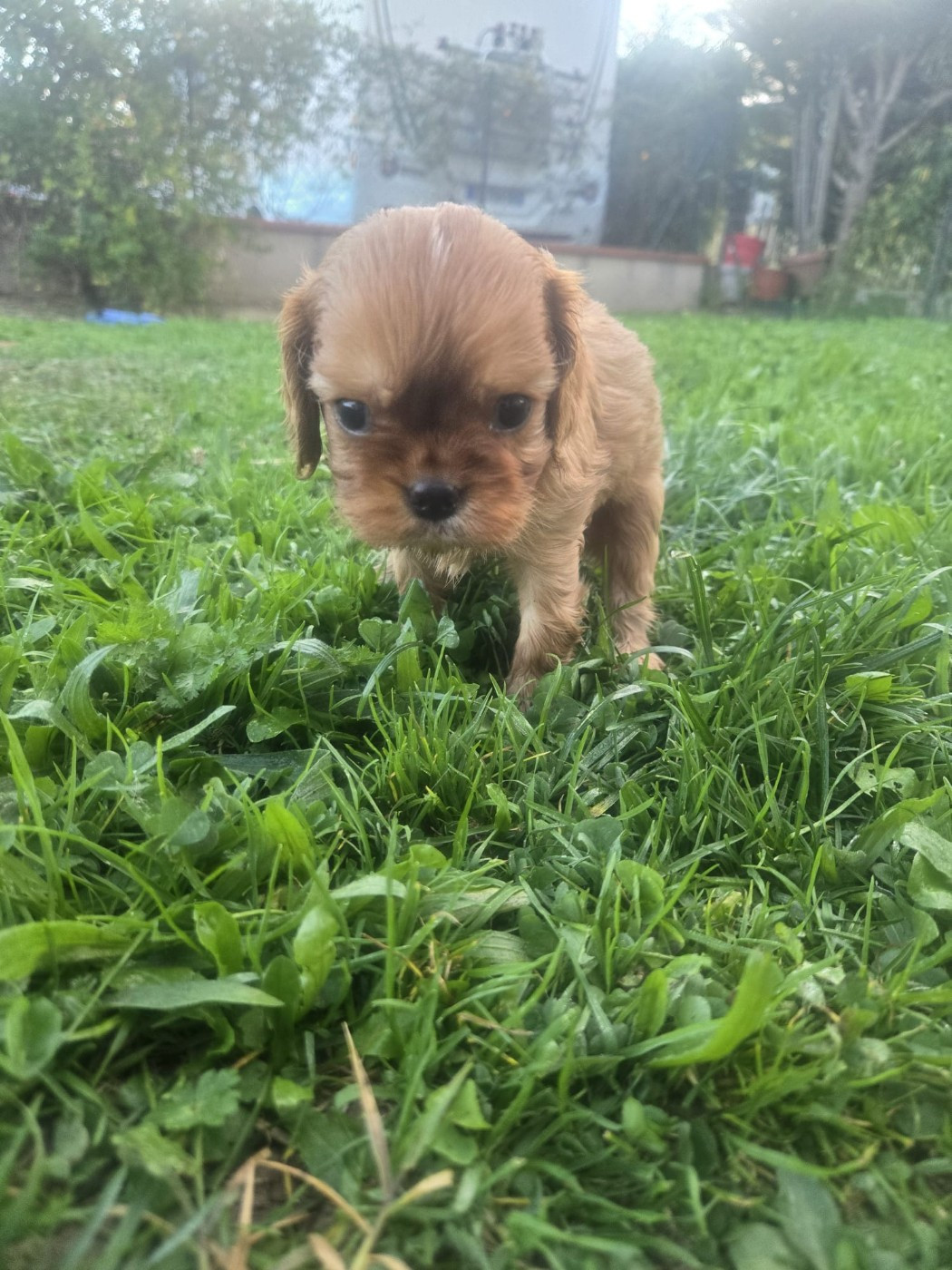 Des Rêves De Siam - Chiots disponibles - Cavalier King Charles Spaniel