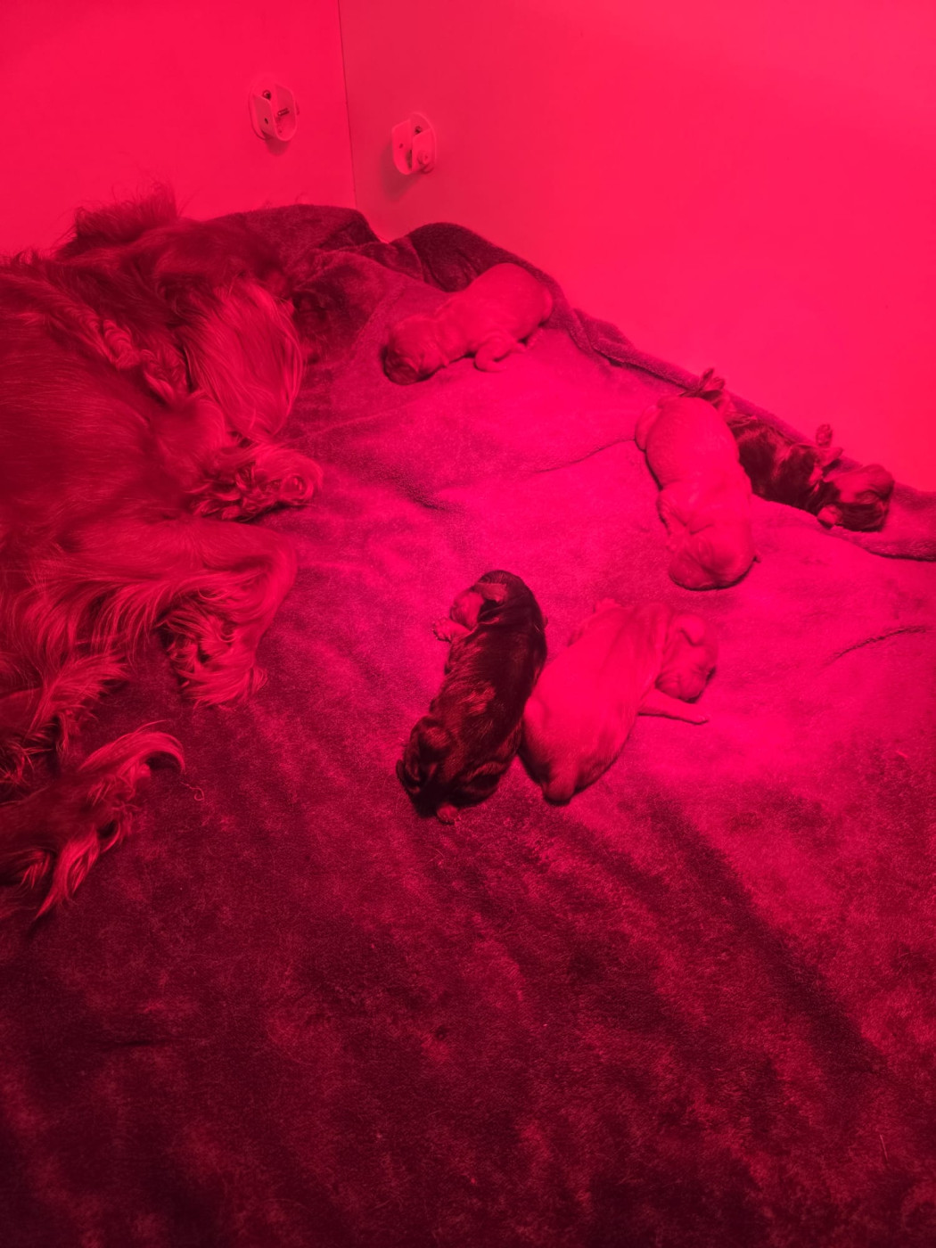 Chiot Cavalier King Charles Spaniel Des Rêves De Siam