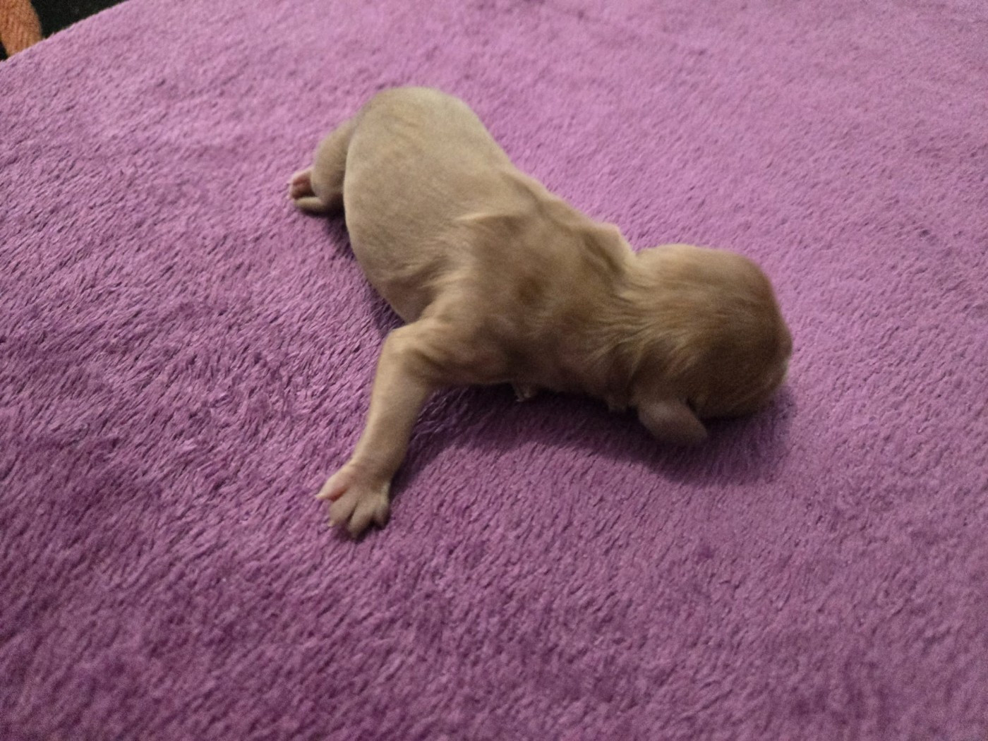 Des Rêves De Siam - Chiots disponibles - Cavalier King Charles Spaniel