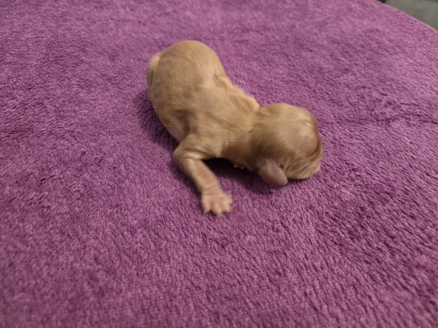 Des Rêves De Siam - Chiots disponibles - Cavalier King Charles Spaniel