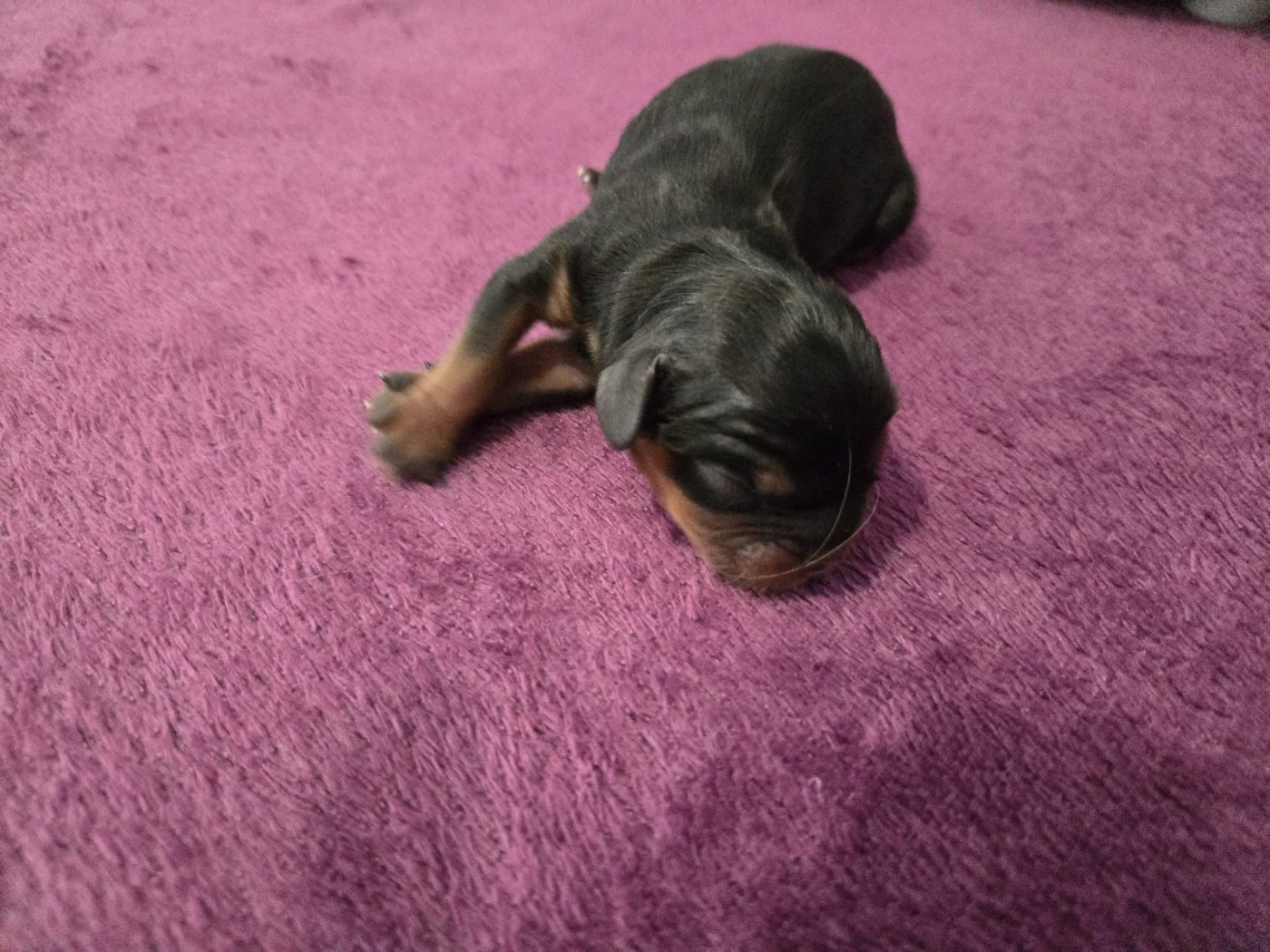 Des Rêves De Siam - Chiots disponibles - Cavalier King Charles Spaniel