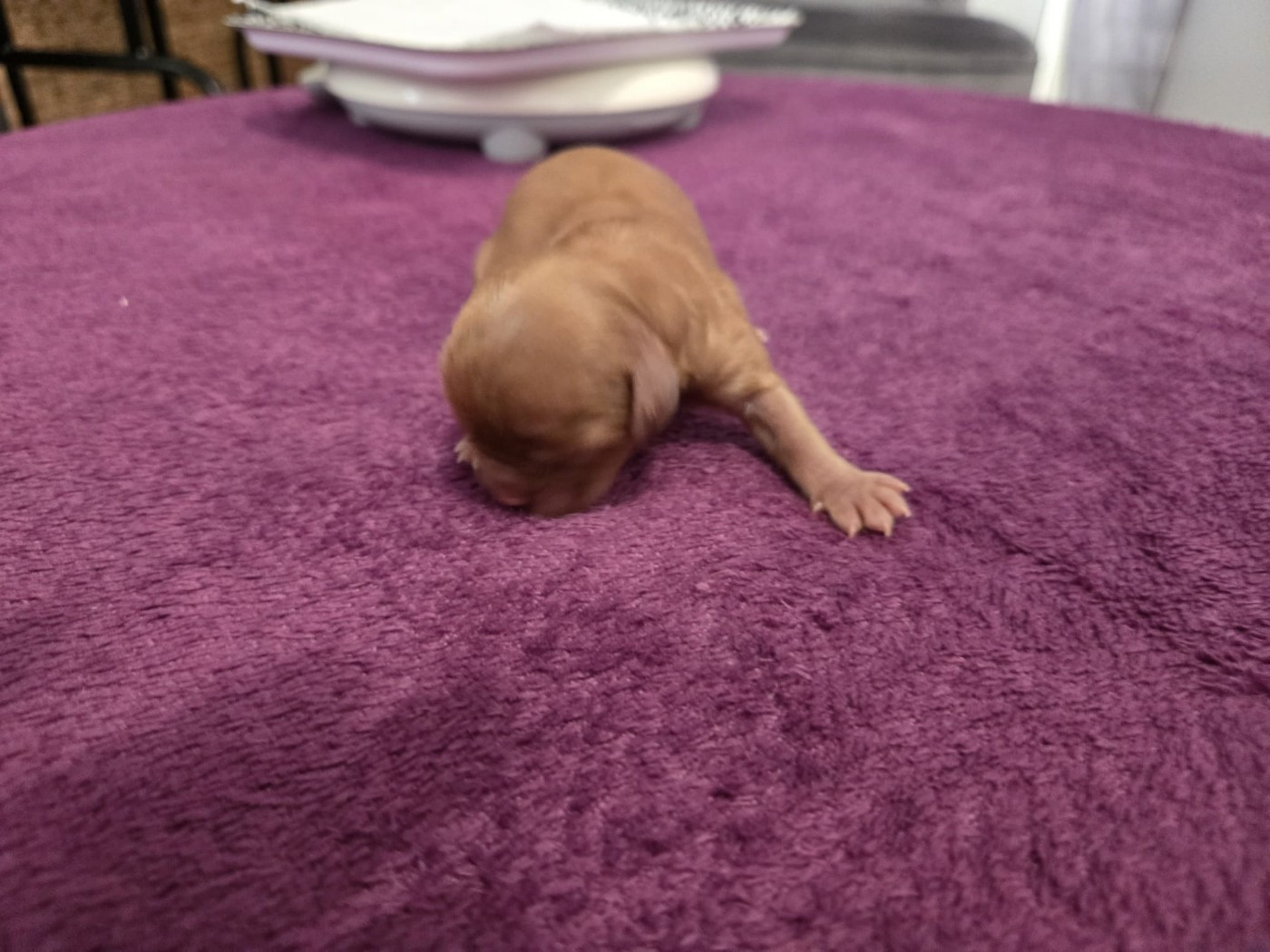 Des Rêves De Siam - Chiots disponibles - Cavalier King Charles Spaniel