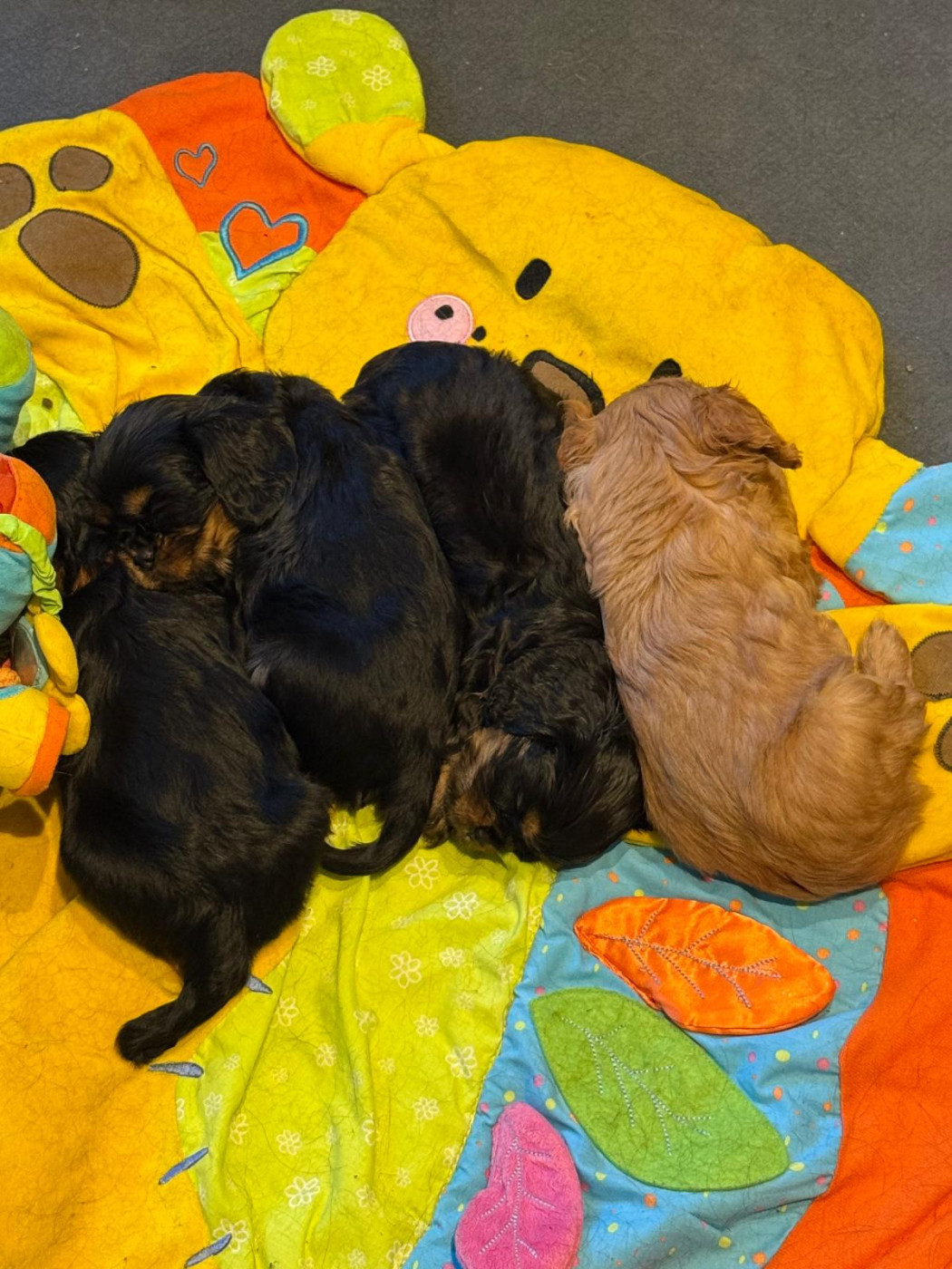 Chiot Cavalier King Charles Spaniel Des Rêves De Siam
