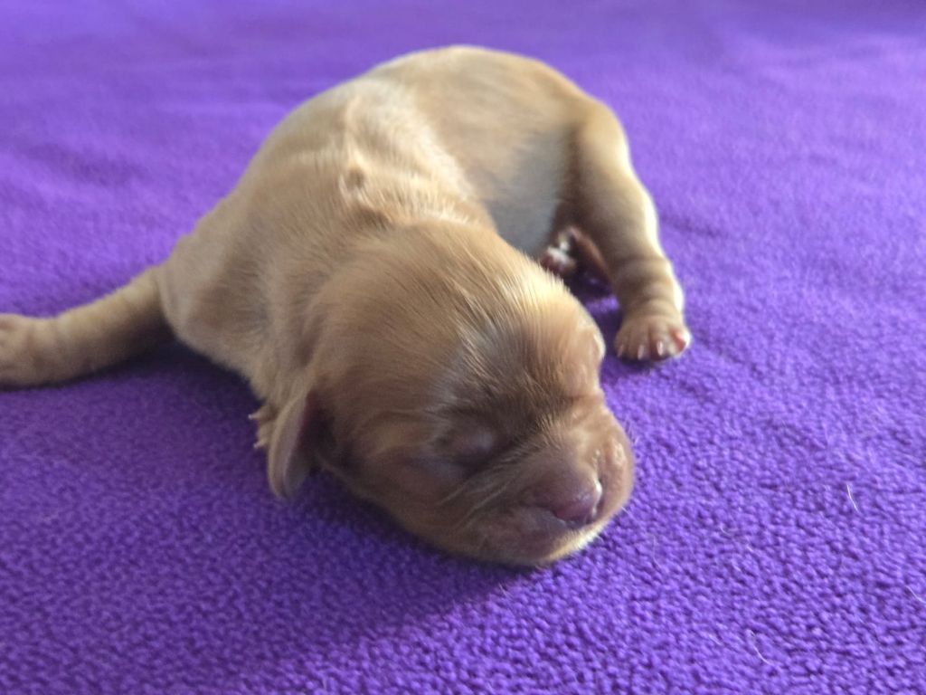 Des Rêves De Siam - Chiots disponibles - Cavalier King Charles Spaniel