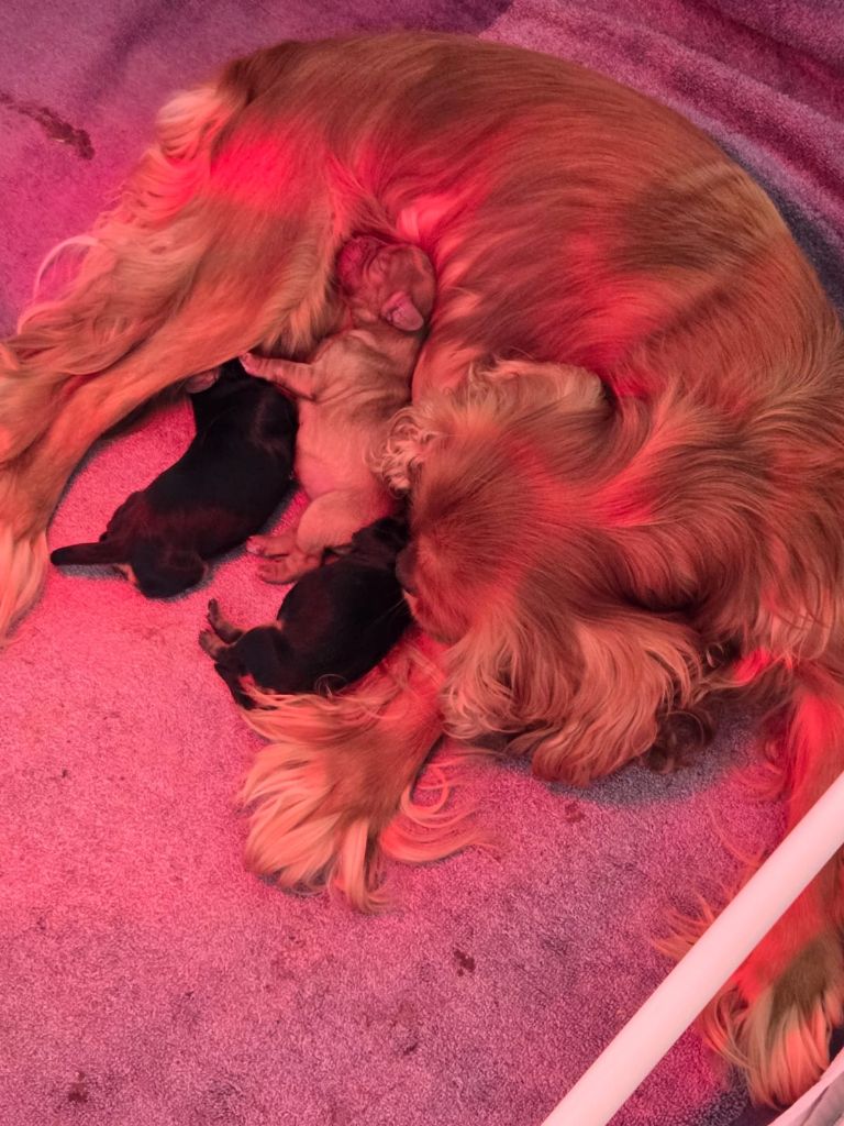 Chiot Cavalier King Charles Spaniel Des Rêves De Siam